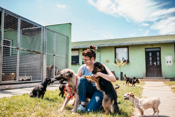 Eine Frau sitzt auf dem Gras vor einem Tierheim und spielt mit mehreren Hunden. Im Hintergrund sind Hunde in einem eingezäunten Bereich zu sehen sowie ein grünes Gebäude mit Fenstern und einer Tür. Der Himmel ist leicht bewölkt und die Sonne scheint.