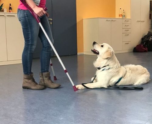 Frau mit Behinderung und Therapiehund
